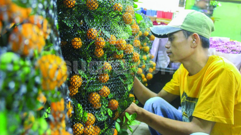 Pedagang menata Tanaman Jeruk Chusa hias di Pasar Rawa Belong, Jakarta, Kamis (27/1/2022).  [Suara.Com/Septian]