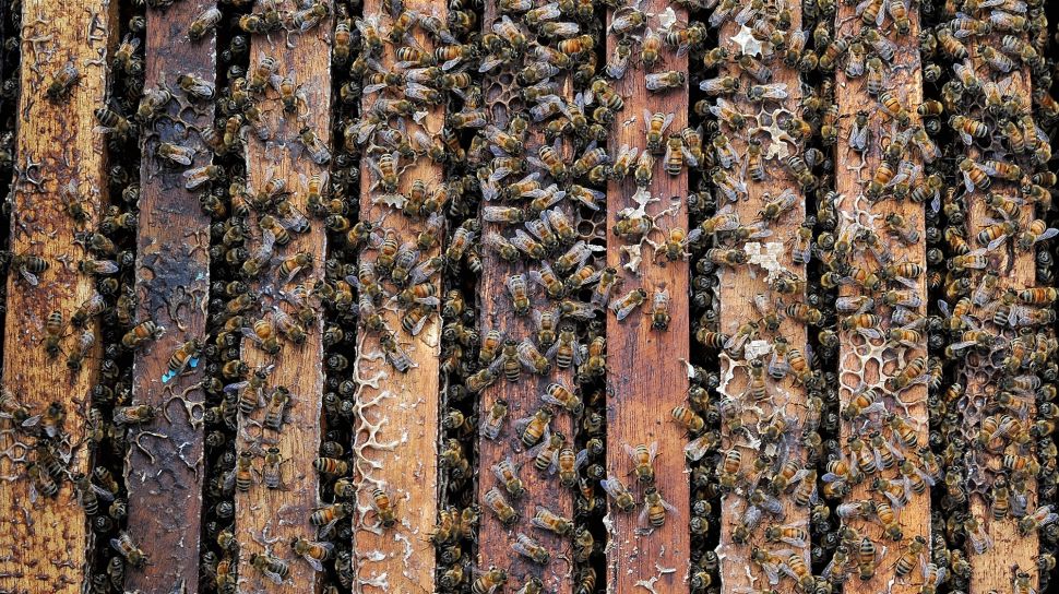 Kawanan lebah ternak berkumpuk di tempat budi daya lebah Rantau Karya, Geragai, Tanjungjabung Timur, Jambi, Selasa (8/2/2022).  ANTARA FOTO/Wahdi Septiawan

