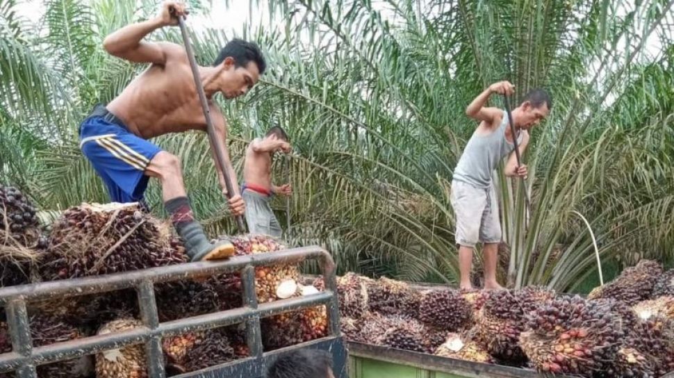 Minyak Sawit Dianggap Tidak Layak Digunakan Sebagai Biodiesel