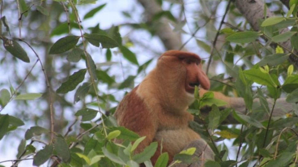 Sedih 25 000 Bekantan Kalimantan Terancam Punah Peneliti Sebut Karena