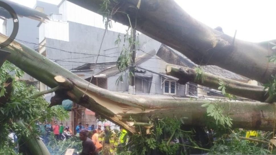 Sejumlah Pohon Tumbang Di Jakarta Disapu Angin Kencang