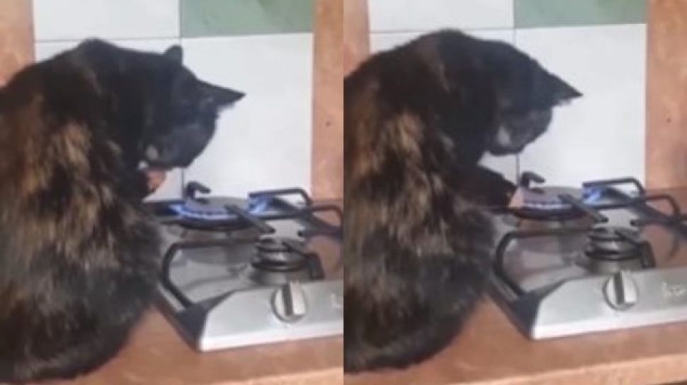 Suara.com – The action of a cat burning his hand using a stove ha...