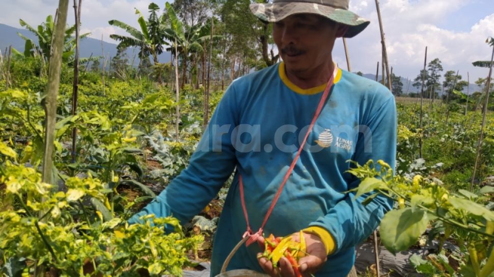 Ribuan Batang Pohon Cabai Gagal Panen, Petani Di Lembang Gigit Jari