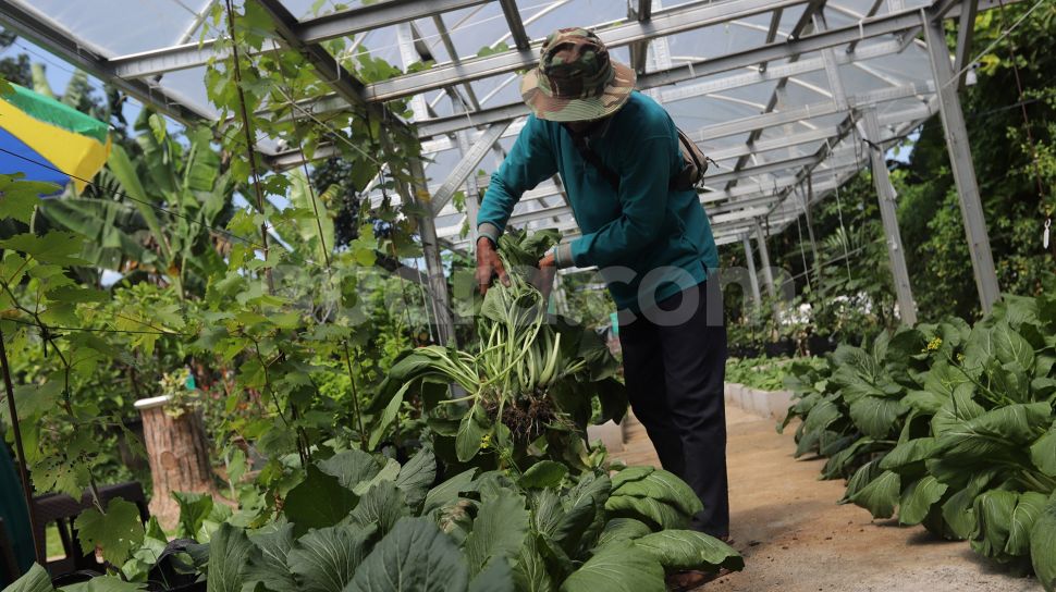 Petani mengambil hasil pertanian saat pelaksanaan Gerakan Jumat Menanam &quot;Go Jak Farm&quot; di Susia Garden, Kalibata, Jakarta, Jumat (13/5/2022). [Suara.com/Angga Budhiyanto]