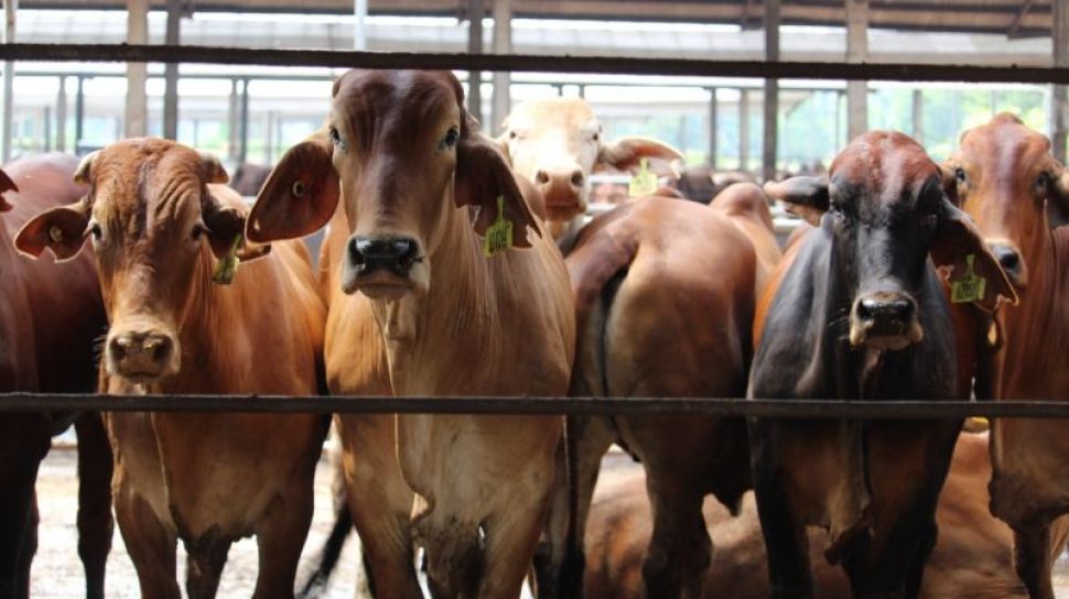 La livraison de bétail NTT augmente au milieu de la propagation de la fièvre aphteuse