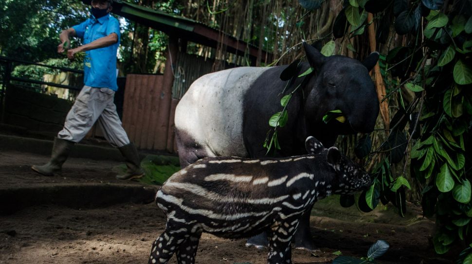 Seekor anak Tapir Tenuk (Tapirus indicus) makan bersama induknya di Bandung Zoological Garden, Bandung, Jawa Barat, Jumat (20/5/2022). [ ANTARA FOTO/Novrian Arbi/nym]