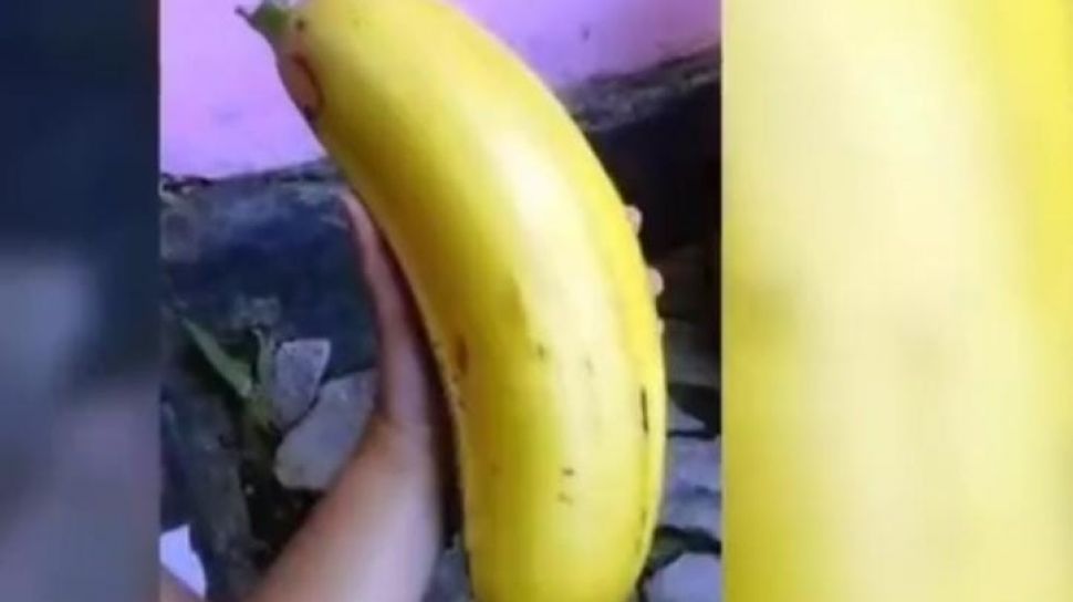 Viral Pisang Raksasa Terbesar Di Dunia Tumbuh Di Papua Tinggi Pohonnya