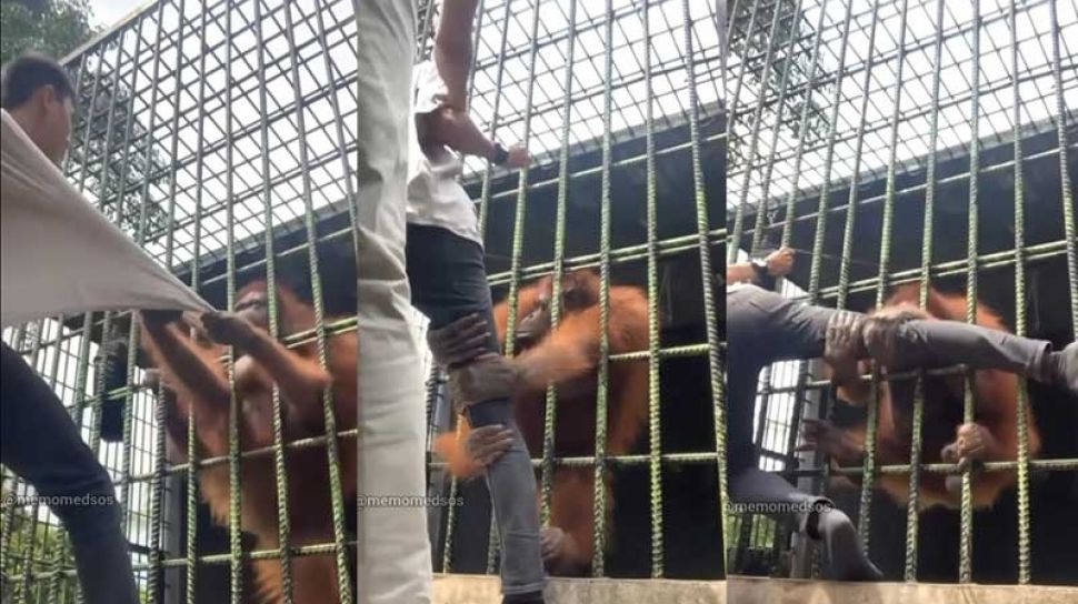 Viral Video Tubuh Lelaki Ditarik Orangutan, Diduga Sengaja Lewati Pagar  Pembatas Demi Konten