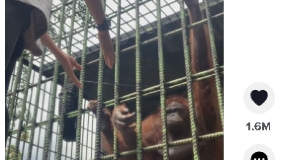 Pria Ini Bersalaman dengan Orang Utan, Endingnya Justru Merepotkan