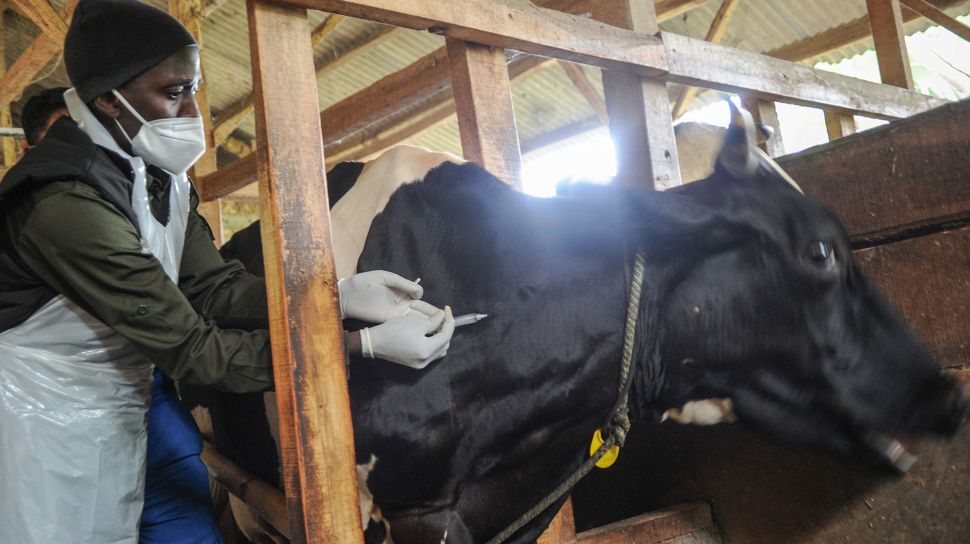 Seorang dokter hewan menyuntikkan vaksin penyakit mulut dan kuku (PMK) kepada hewan ternak sapi perah di Cilembu, Kabupaten Sumedang, Jawa Barat, Senin (20/6/2022). ANTARA FOTO/Raisan Al Farisi
