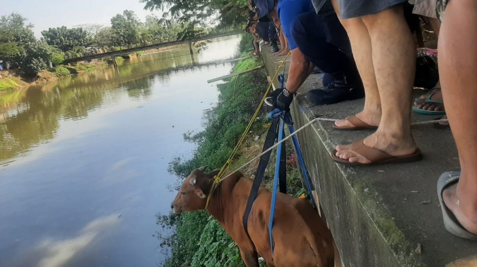 Sapi Kurban Ngamuk hingga Tercebur di Kali Cengkareng, Dievakuasi Petugas Damkar
