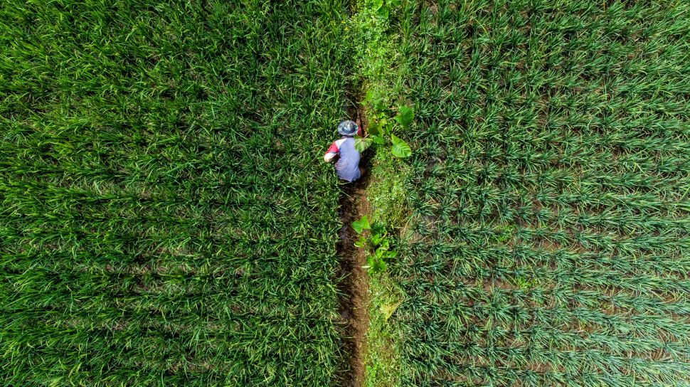 Presiden Jokowi Tegaskan Kembali Pentingnya Menjaga Pasokan Pangan ...