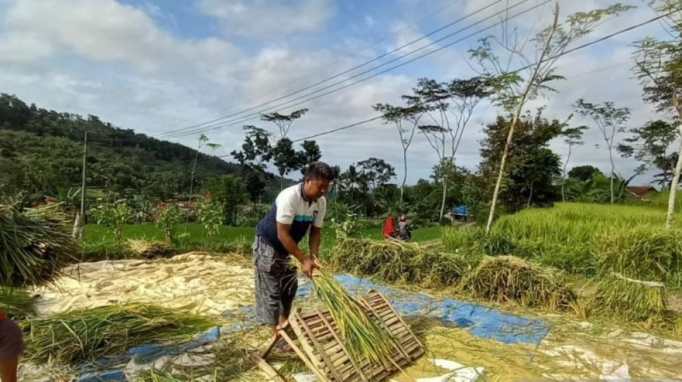 Petani Keberatan 3 Jenis Pupuk Dicabut Subsidinya