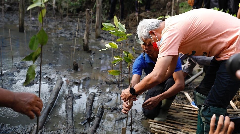 Tanam Mangrove Bareng Pelajar Ganjar Canangkan Ekowisata Mangrove