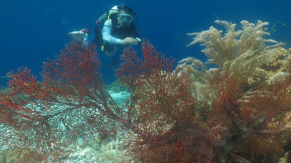 Wisatawan menikmati keindahan bawah laut di Pulau Tomia, Wakatobi, Sulawesi Tenggara, Rabu (7/12/2022). [ANTARA FOTO/Jojon/aww]