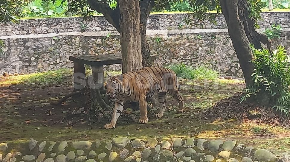 Bukan Kurang Makan, Juve Harimau Benggala di Ragunan Kurus karena Displasia Pinggul