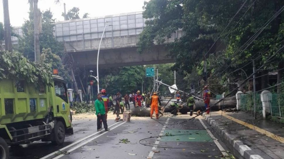 Hujan Angin Di Jakarta Empat Warga Luka Ringan Tertimpa Pohon Tumbang