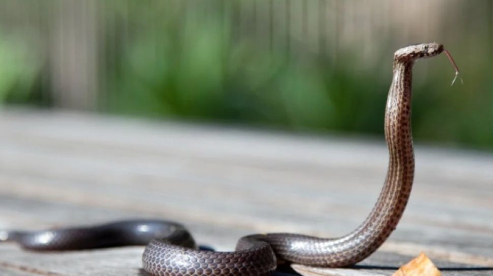 6 Tahap Pertolongan Pertama saat Digigit Ular king Cobra Berbisa, Jangan Panik