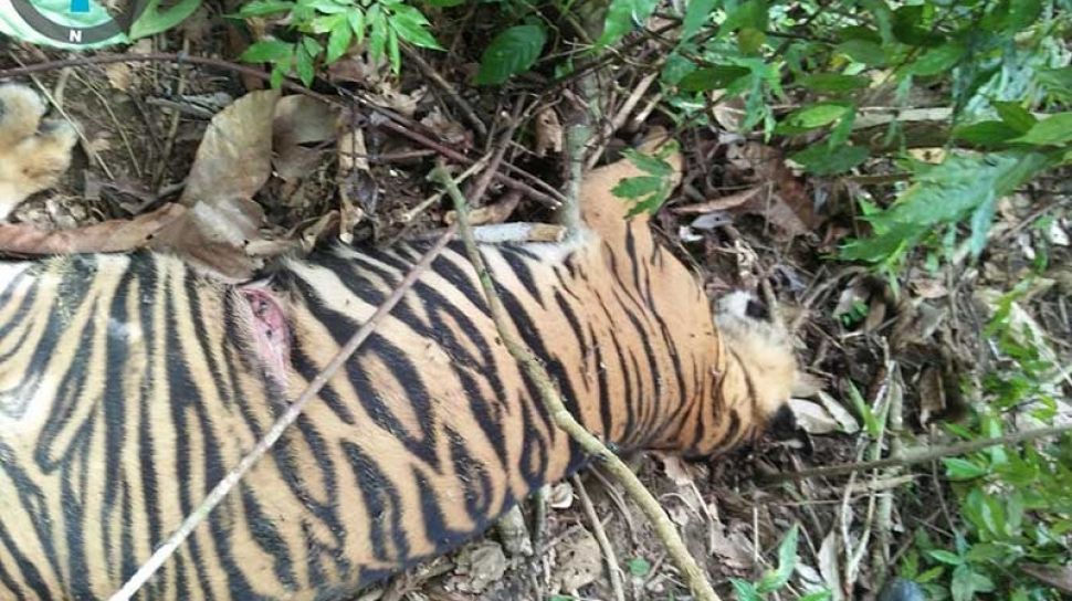 Seekor Harimau Sumatra Ditemukan Mati di Aceh Timur, Penyebabnya Belum Diketahui