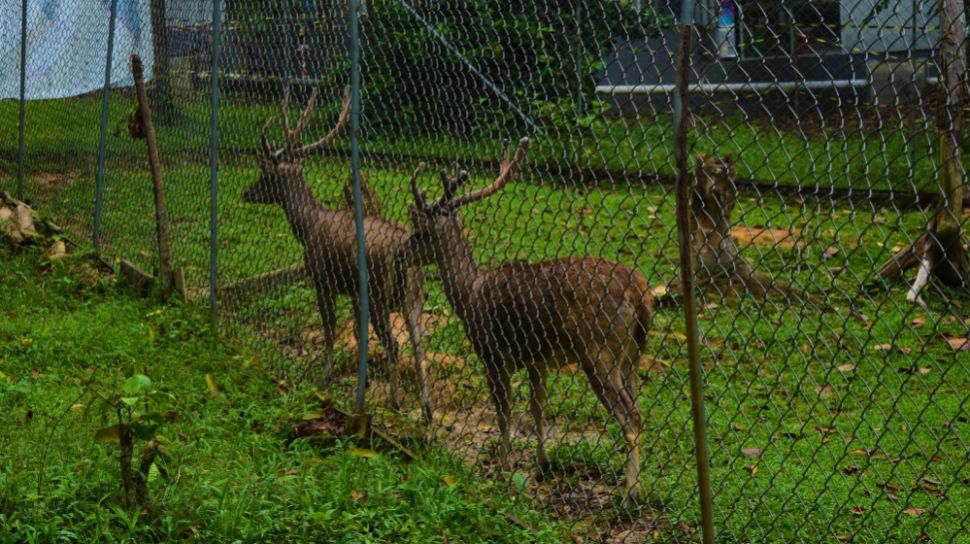 Asyiknya Menjelajah Hutan Kota Jambi Ragam Flora Dan Fauna Ada Di Sini 4784