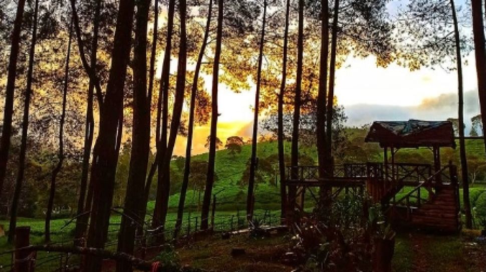 Hutan Pinus Rahong Objek Wisata Dengan Ragam Aktivitas Seru Di Pangalengan 2070