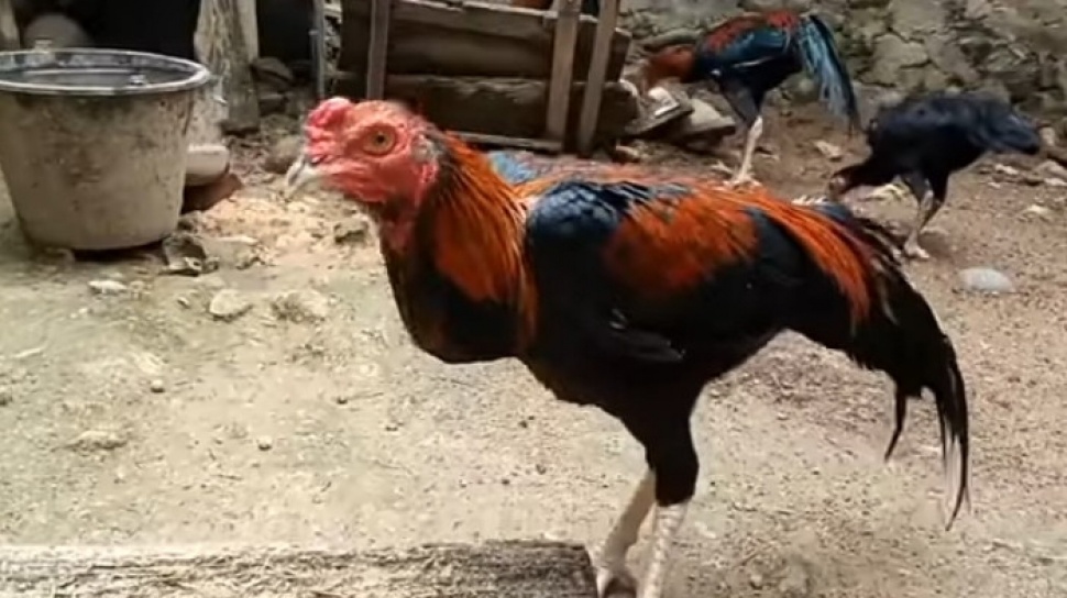 5 Cara Merawat Ayam Bangkok Bagi Pemula Cukup Mudah Banget Kok