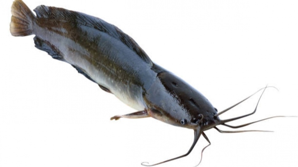 Antoinette From Catfish Twerking