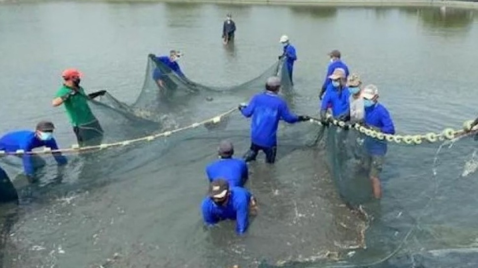 Industri Udang RI Belum Bikin Petambak Tersenyum