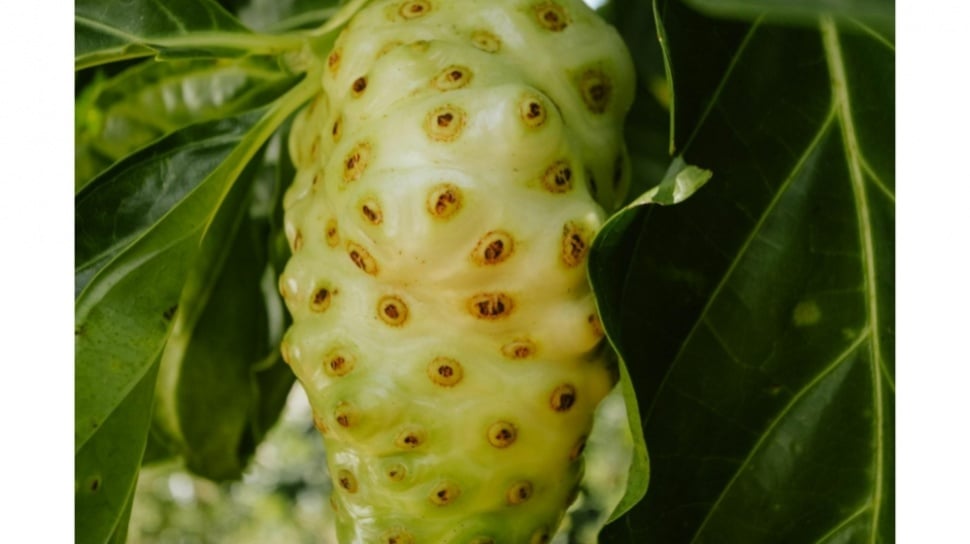 Hati-Hati, Ini Mitos Buah Noni alias Mengkudu yang Perlu Kamu Tahu