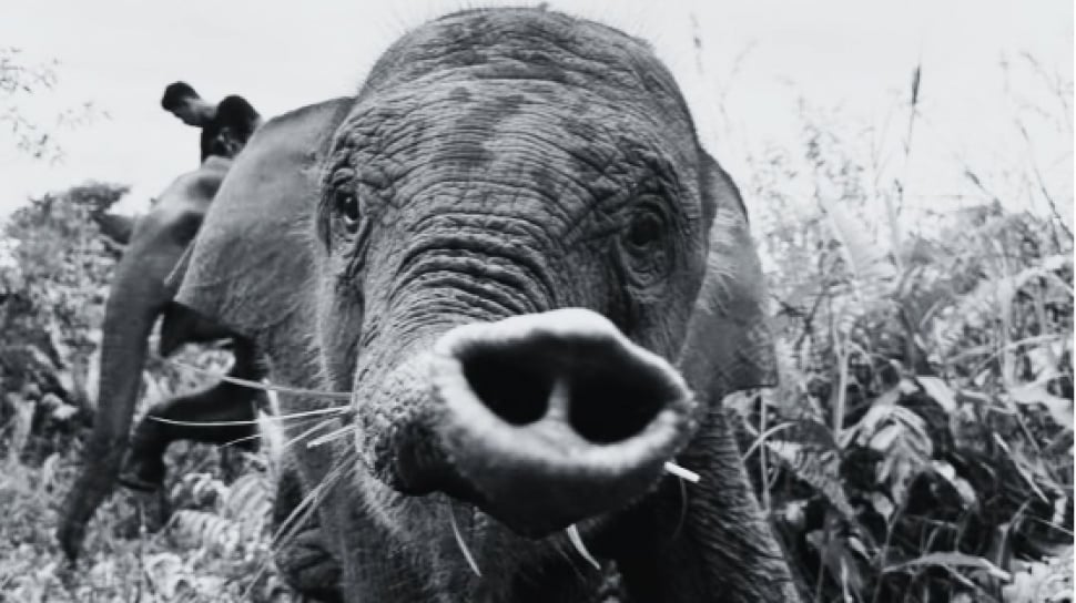 Menguak EEHV, Virus yang Renggut Nyawa Gajah Tari