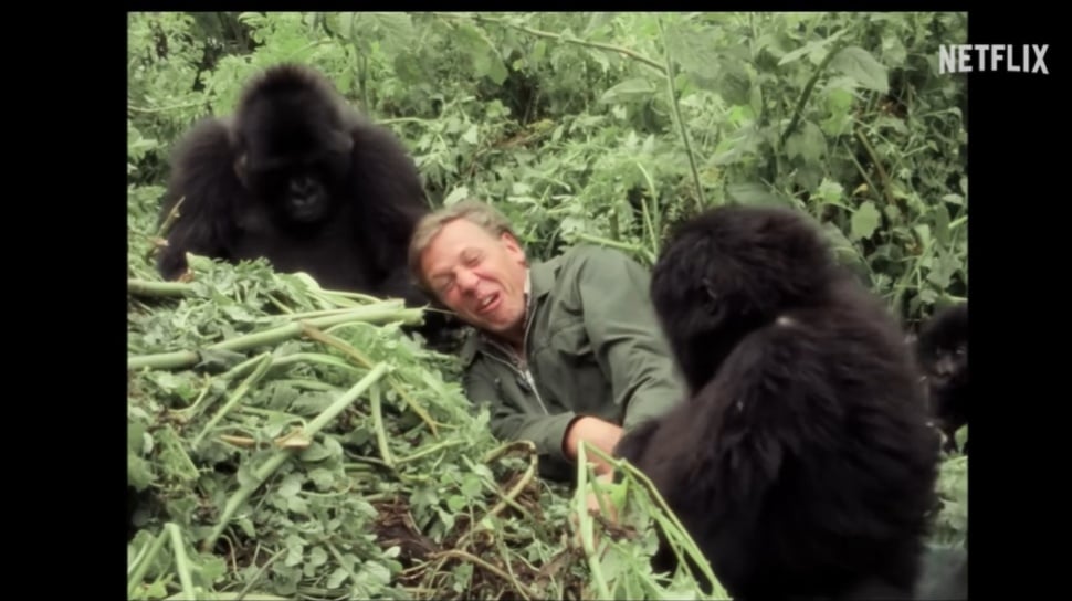 A Gorilla Story: Dokumenter Keberhasilan Konservasi Gorila Gunung di Netflix