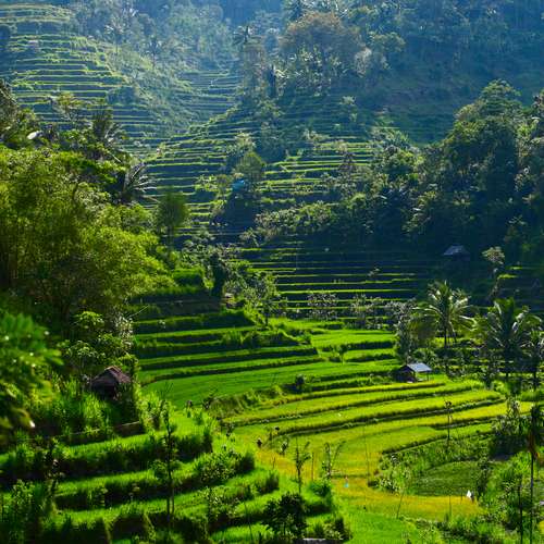 Sawah berundak di Jatiluwih, Bali menjadi atraksi menarik bagi wisatawan (Foto: shutterstock) 