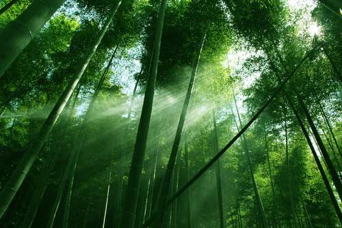 Ilustrasi bambu (Shutterstock).