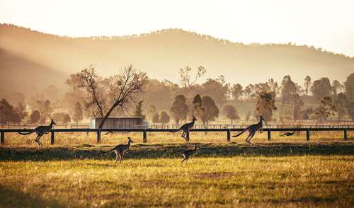 Ilustrasi kangguru di Australia (Shutterstock).