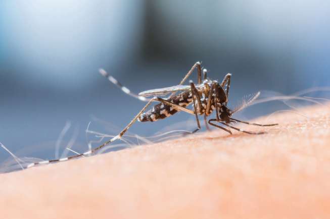 Nyamuk Aedes Aegypti dan Aedes Albopictus yang menularkan virus dengue. (Sumber: Shutterstock)