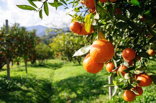 Ilustrasi buah jeruk (shutterstock)