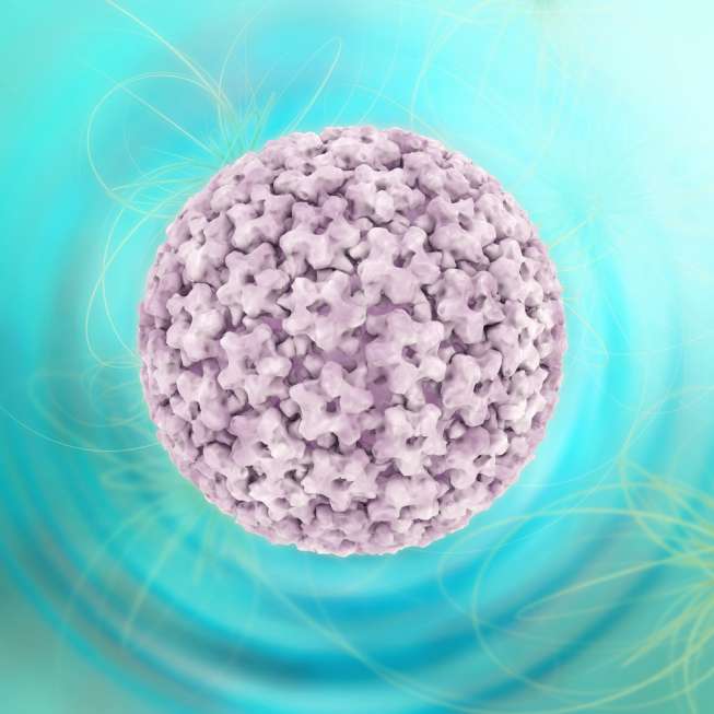 Ilustrasi virus HPV. (Sumber: Shutterstock)