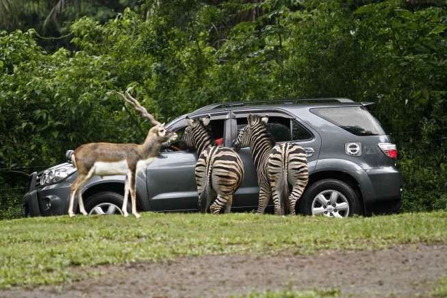 Lokasi Objek wisata Taman Safari Indonesia, Cisarua, Bogor, Jawa Barat, Kamis (25/12).