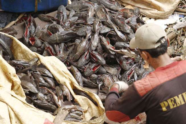 87 Gambar Ikan Sapu Sapu Gambar Pixabay 87 Gambar Ikan Sapu Sapu Gambar Pixabay