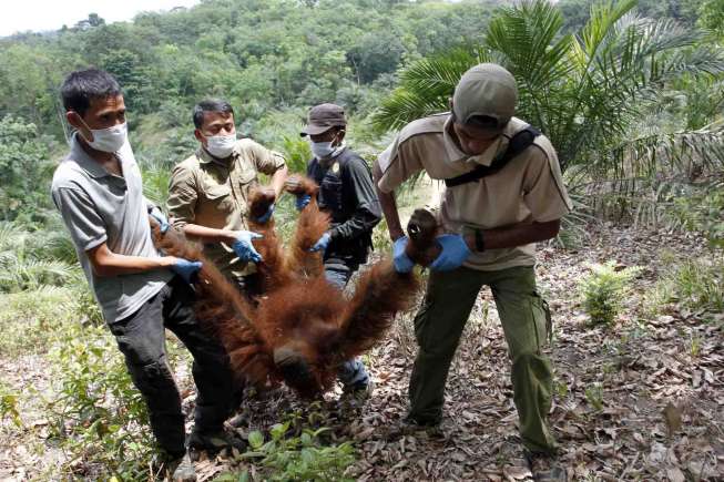Evakuasi orangutan sumatra (Pongo abelii) di Desa Kuala Musam, Langkat, Sumatera Utara, Senin (30/3).
