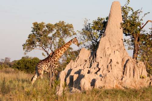Ilustrasi sarang rayap di Afrika (Shutterstock).