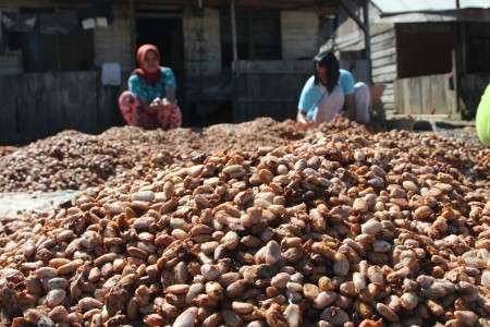 Hasil panen kakao di Aceh