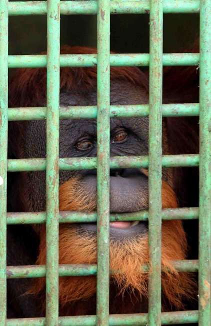 Orangutan Sumatera (Pongo abelii) sebelum dievakuasi petugas Yayasan Orangutan Sumatera Lestari-Orangutan Information Centre (YOSL-OIC) Sumatera Orangutan Conservation Programme (SOCP) dan BKSDA Aceh, di Taman Margasatwa Medan, Sumatera, Selasa (2/2).
