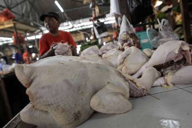 Harga Ayam Potong Turun Bagian 3
