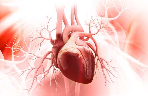 Ilustrasi jantung manusia (Shutterstock).