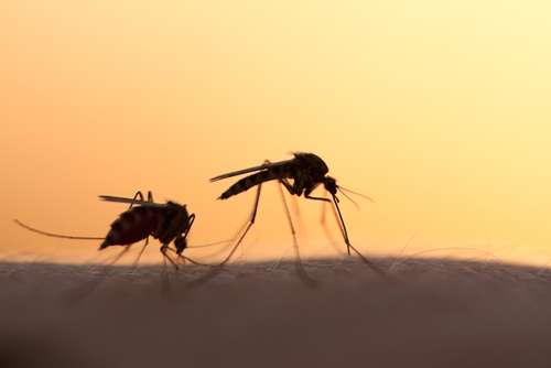 Ilustrasi nyamuk sedang mengisap darah manusia (Shutterstock).