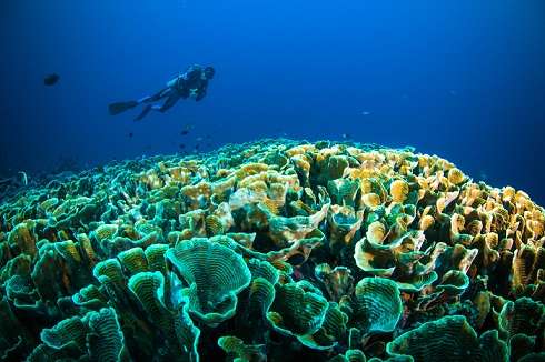 Keindahan alam bawah laut Bunaken, Sulut. [shutterstock]