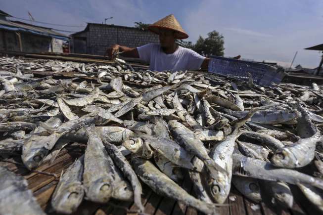 Pekerja menjemur ikan asin di kampung nelayan Muara Angke, Jakarta, Selasa (27/9).