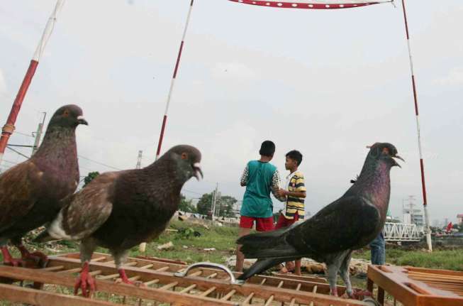 Ketangkasan Burung Merpati Balap Bagian 2
