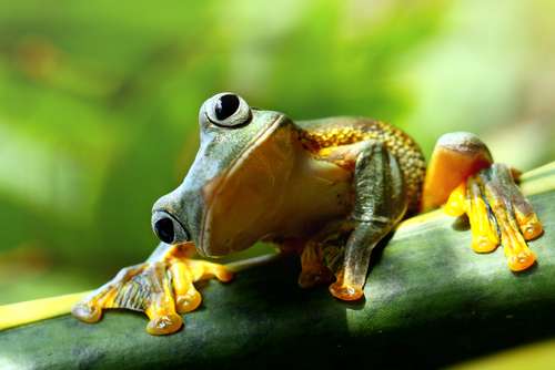 Seekor katak pohon hijau. [shutterstock]